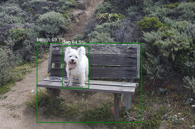 COCO dog image with detections